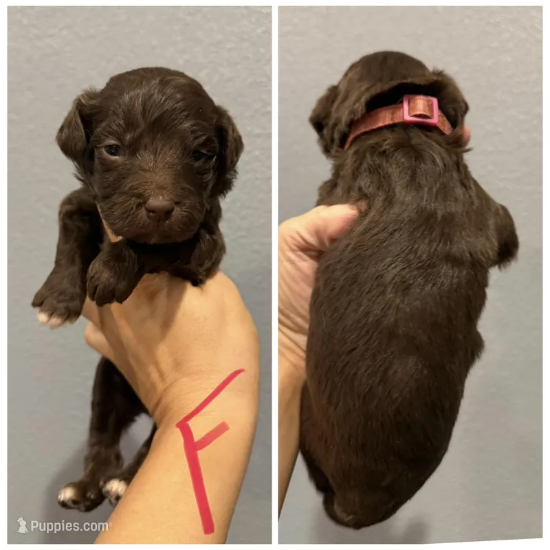 Aussiedoodle- Pink Collar  – Aussiedoodle puppy for sale in Hope, AR