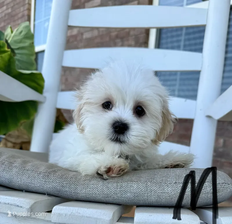 Malshi- Black Collar – Shih Tzu, Mal Shi puppy for sale in Hope, AR