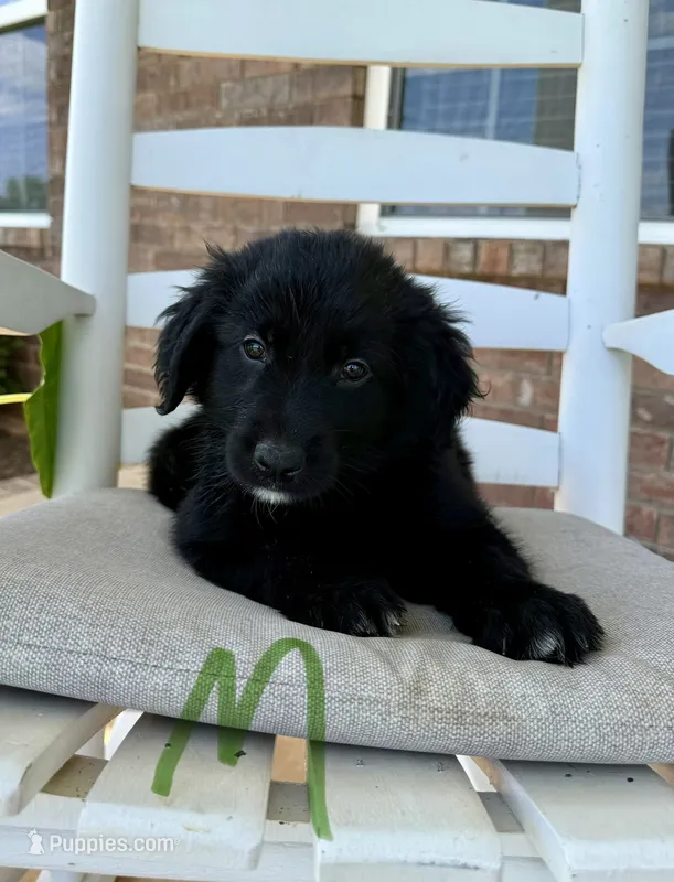 Golden Aussie- Green Collar – Australian Shepherd, Golden Retriever puppy for sale in Hope, AR