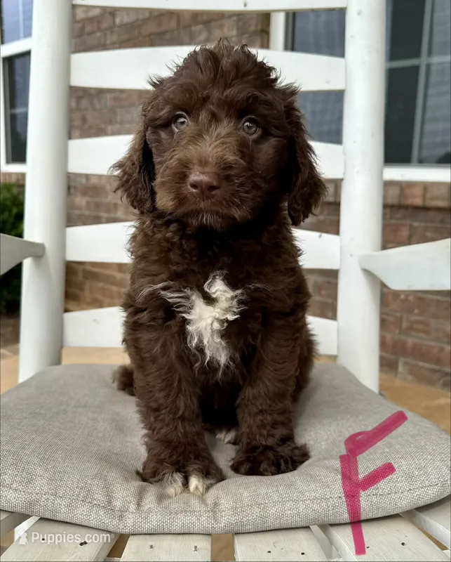 Standard Aussiedoodle- Pink Collar  – Aussiedoodle puppy for sale in Hope, AR
