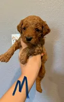 Mini Goldendoodle- Blue Collar, a male Miniature Goldendoodle for sale in Hope, AR – 1 of 1