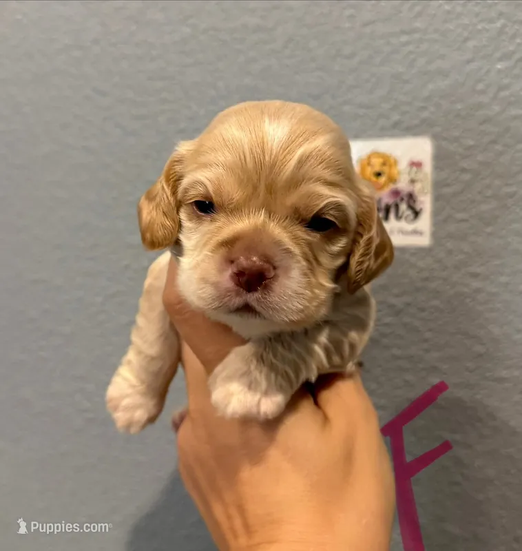 Cocker Spaniel- Pink Collar – Cocker Spaniel puppy for sale in Hope, AR