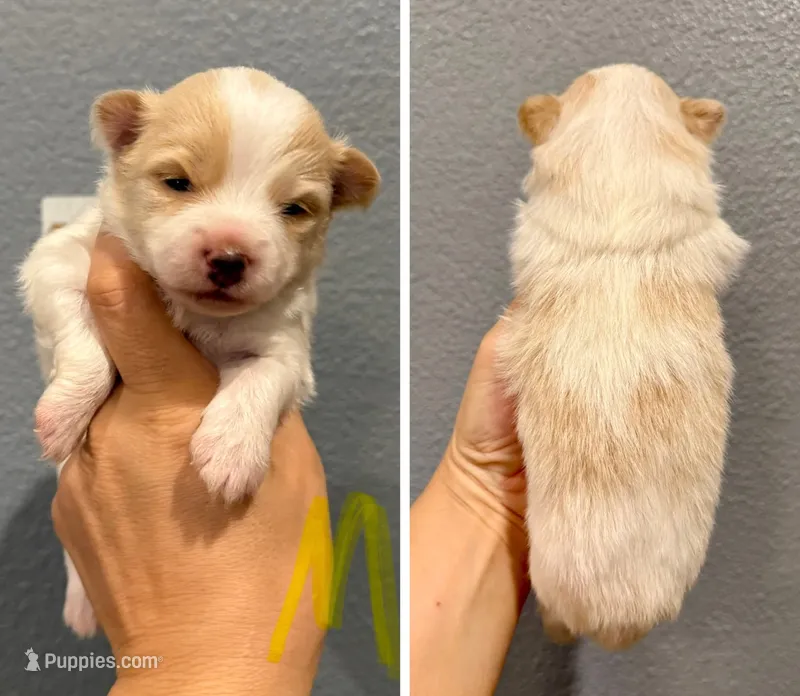 Pomeranian-Yellow Collar – Pomeranian puppy for sale in Hope, AR