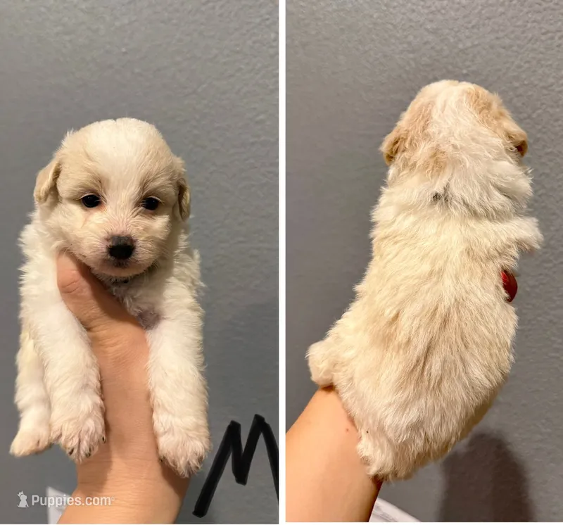 Pomapoo- Black Collar – Pomapoo puppy for sale in Hope, AR