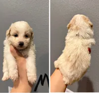 Pomapoo- Black Collar, a male Pomapoo for sale in Hope, AR – 1 of 1