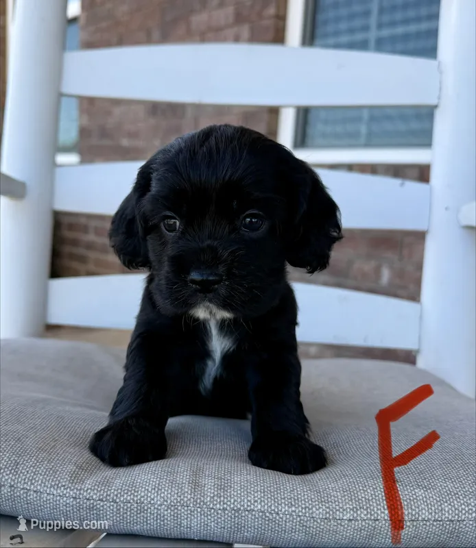Cocker Spaniel- Red Collar – Cocker Spaniel puppy for sale in Hope, AR