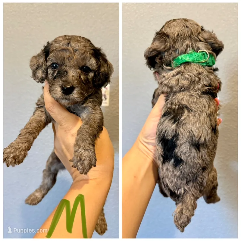 F1b Cockapoo- Green Collar – Cockapoo puppy for sale in Hope, AR