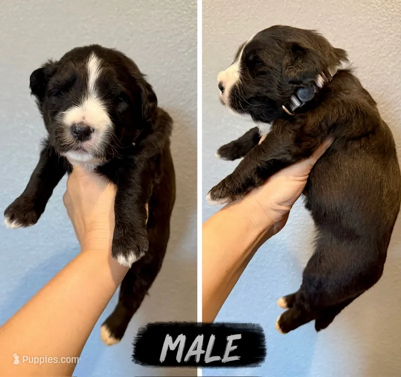 Golden Aussiedoodle- Gray Collar – Australian Shepherd, Miniature Goldendoodle puppy for sale in Hope, AR