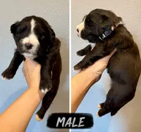 Golden Aussiedoodle- Gray Collar, a male Australian Shepherd and Miniature Goldendoodle for sale in Hope, AR – 1 of 1