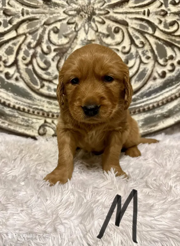 Golden Retriever-Black Collar 