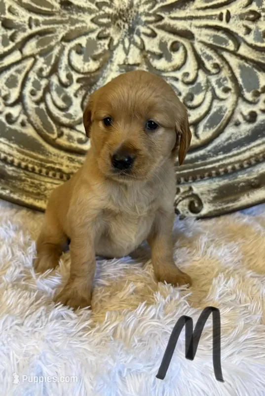 Golden Retriever- Black Collar