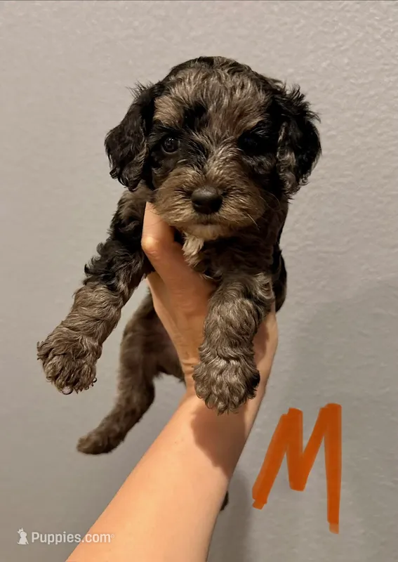 Cockapoo- Orange Collar – Cockapoo puppy for sale in Hope, AR