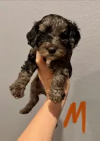 Cockapoo- Orange Collar, a male Cockapoo for sale in Hope, AR – 1 of 1