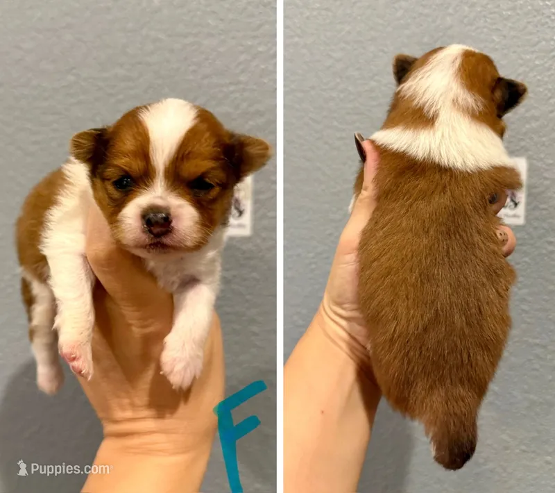 Pomeranian- Turquoise Collar – Pomeranian puppy for sale in Hope, AR