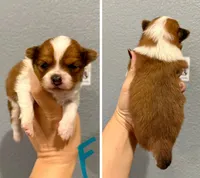 Pomeranian- Turquoise Collar, a female Pomeranian for sale in Hope, AR – 1 of 1