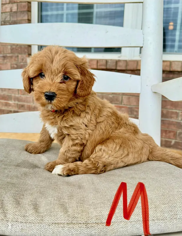 Mini Goldendoodle- Red Collar – Miniature Goldendoodle puppy for sale in Hope, AR