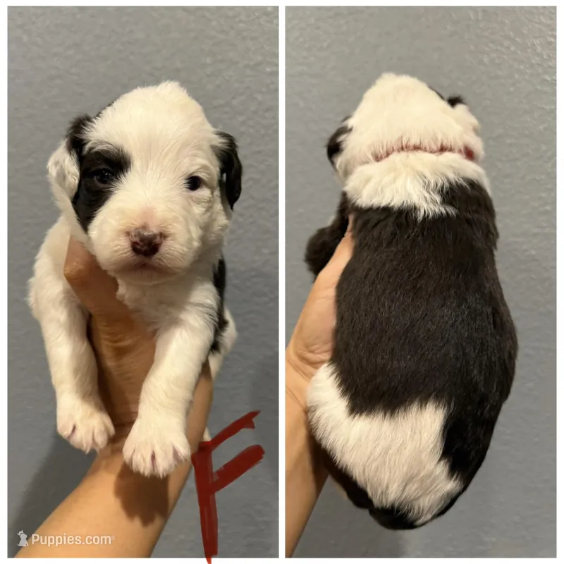 Aussiedoodle- Red Collar  – Aussiedoodle puppy for sale in Hope, AR