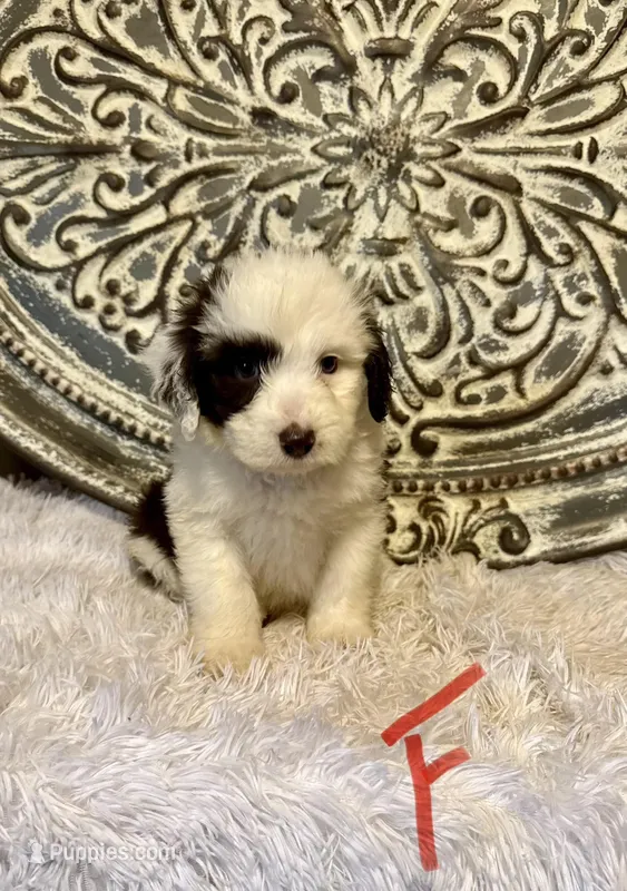 Aussiedoodle- Red Collar  – Aussiedoodle puppy for sale in Hope, AR