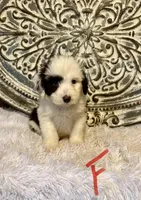 Standard Aussiedoodle- Red Collar , a female Aussiedoodle for sale in Hope, AR – 1 of 3