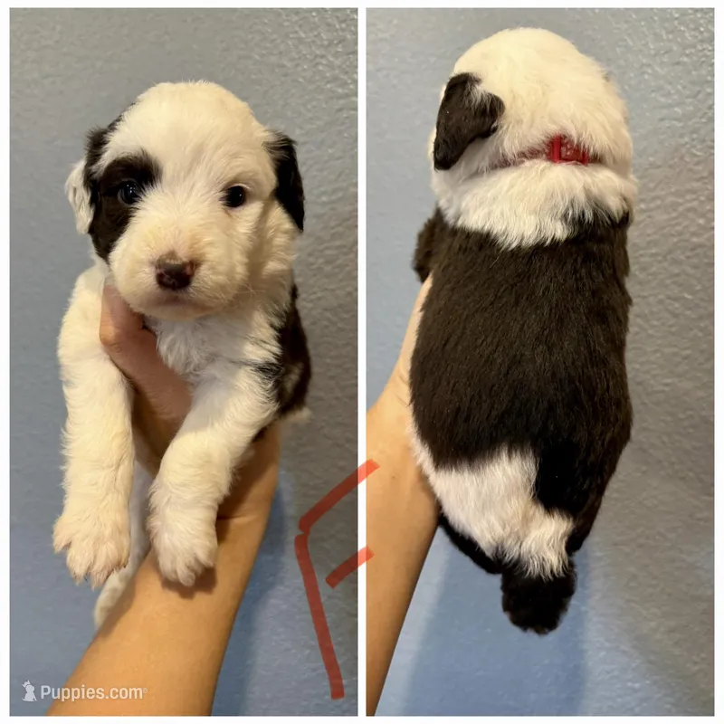 Aussiedoodle- Red Collar  – Aussiedoodle puppy for sale in Hope, AR