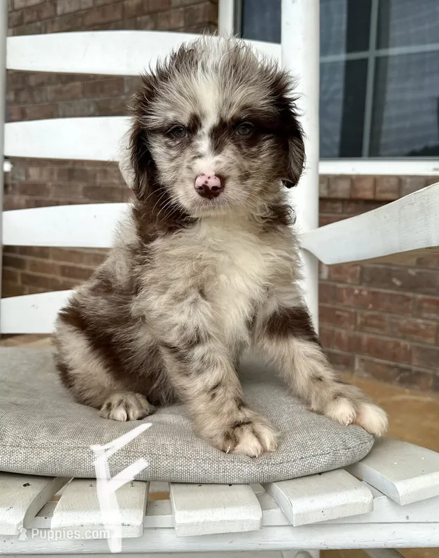 Aussiedoodle-White Collar  – Aussiedoodle puppy for sale in Hope, AR