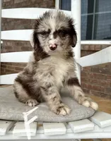 Aussiedoodle-White Collar , a female Aussiedoodle for sale in Hope, AR – 1 of 3