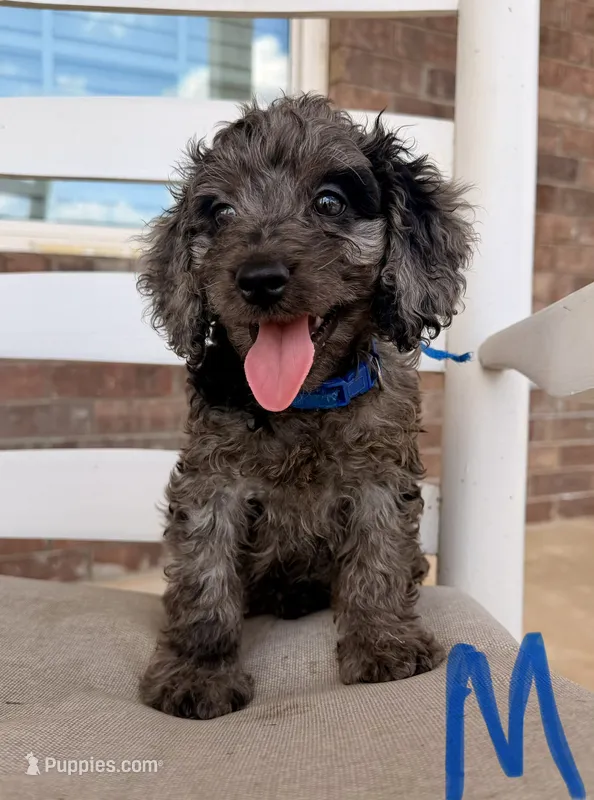 F1b Cockapoo- Blue Collar – Cockapoo puppy for sale in Hope, AR