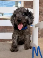 F1b Cockapoo- Blue Collar, a male Cocker Spaniel and Poodle - Miniature  for sale in Hope, AR – 1 of 2