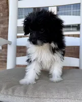 **DISCOUNTED** Pomapoo- Yellow Collar, a male Pomapoo and Pomeranian for sale in Hope, AR – 2 of 6