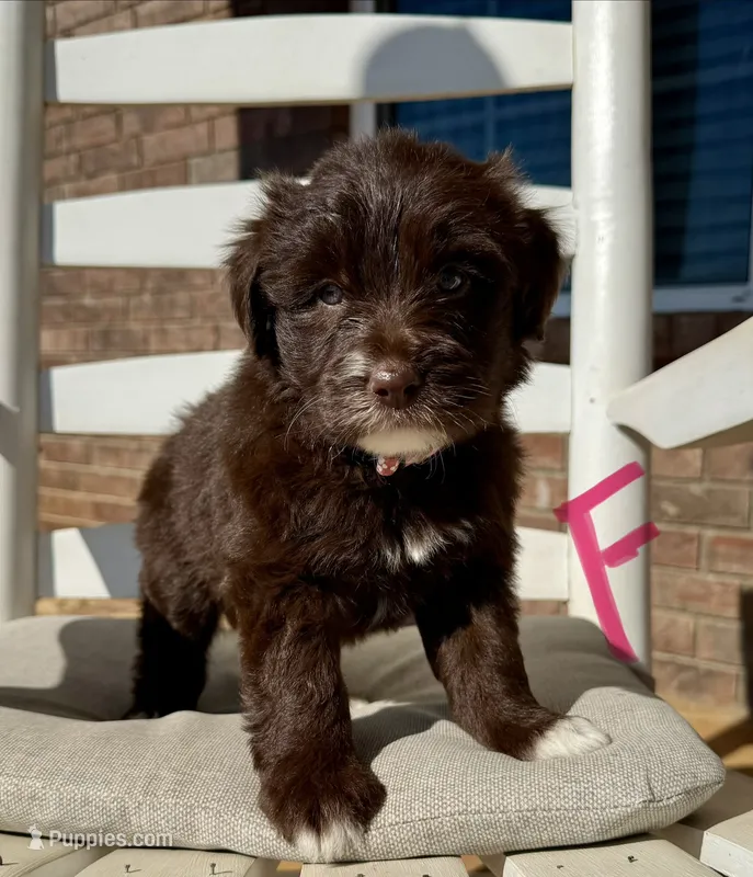 Golden Aussiedoodle- Pink Collar – Australian Shepherd, Miniature Goldendoodle puppy for sale in Hope, AR