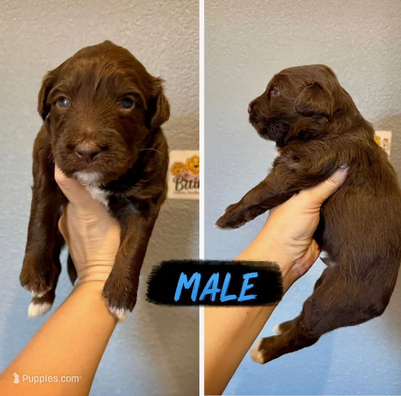 Golden Aussiedoodle- Blue Collar – Australian Shepherd, Miniature Goldendoodle puppy for sale in Hope, AR