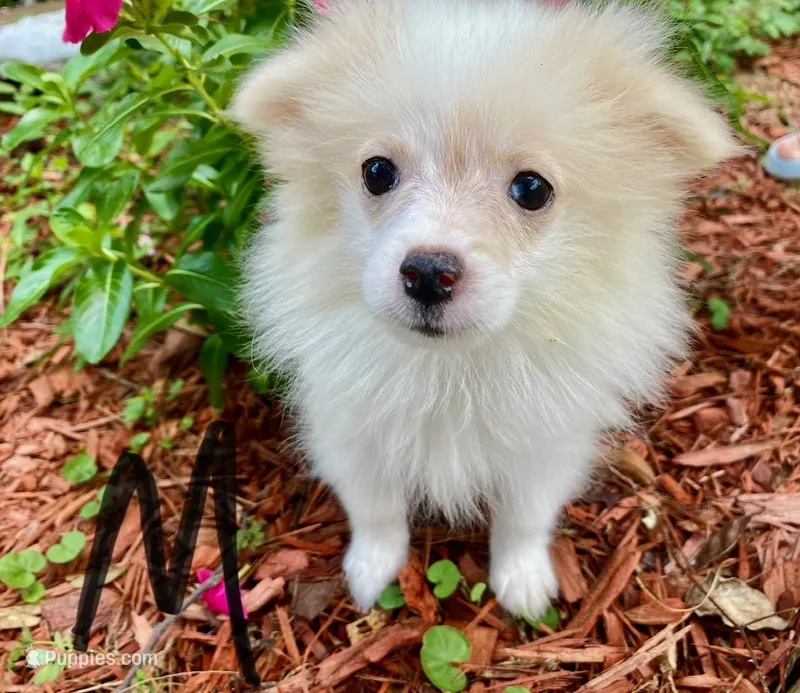 Pomeranian- Black Collar – Pomeranian puppy for sale in Hope, AR