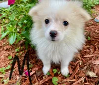 Pomeranian- Black Collar, a male Pomeranian for sale in Hope, AR – 1 of 1
