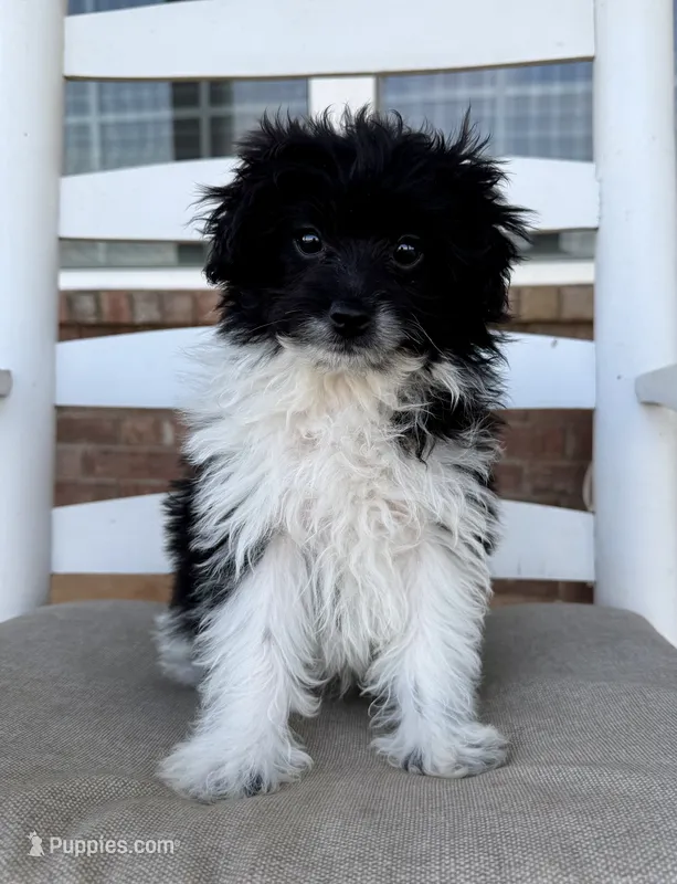 Pomapoo- Yellow Collar – Pomapoo, Pomeranian puppy for sale in Hope, AR