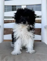 **DISCOUNTED** Pomapoo- Yellow Collar, a male Pomapoo and Pomeranian for sale in Hope, AR – 1 of 6
