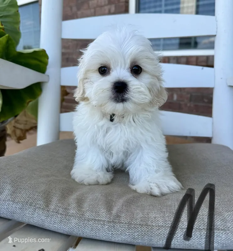 Malshi-Gray Collar – Shih Tzu, Mal Shi puppy for sale in Hope, AR