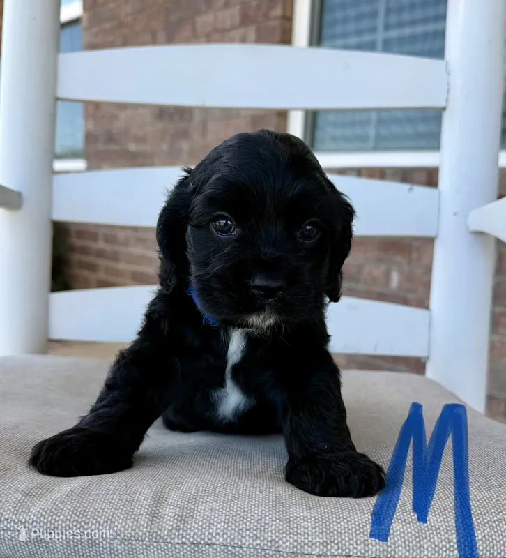 Cocker Spaniel- Blue Collar – Cocker Spaniel puppy for sale in Hope, AR