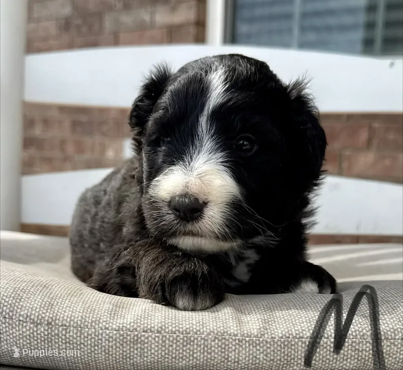 Golden Aussiedoodle- Gray Collar – Australian Shepherd, Miniature Goldendoodle puppy for sale in Hope, AR