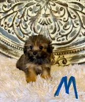 Pomapoo- Blue Collar (R), a male Pomapoo and Pomeranian for sale in Hope, AR – 1 of 1