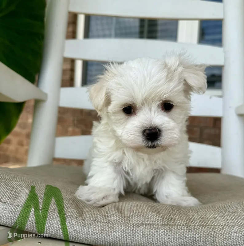 Maltese- Green Collar – Maltese puppy for sale in Hope, AR