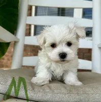 Maltese- Green Collar, a male Maltese for sale in Hope, AR – 1 of 2