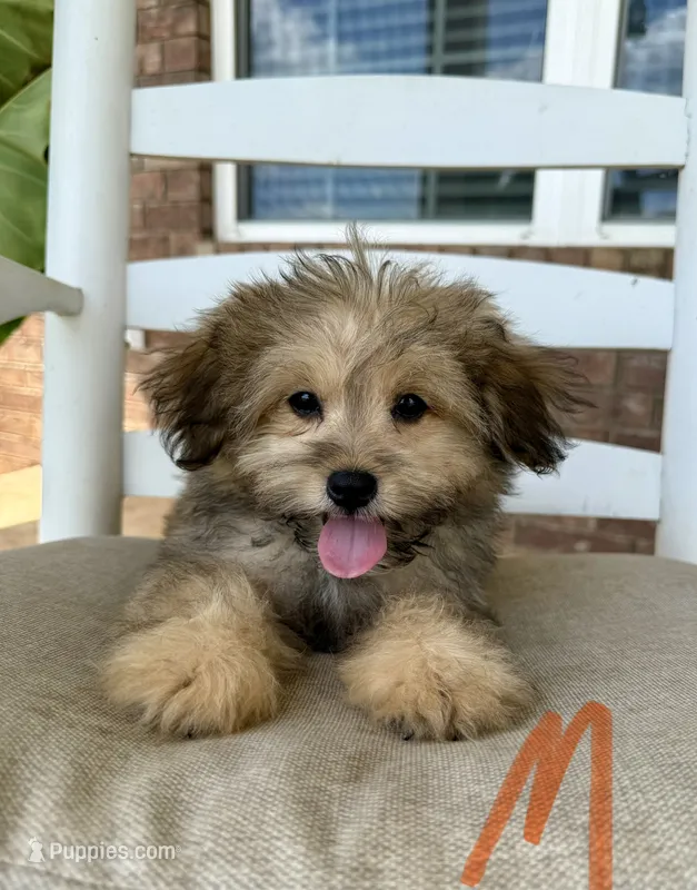 Pomapoo- Orange Collar (R) – Pomapoo, Pomeranian puppy for sale in Hope, AR