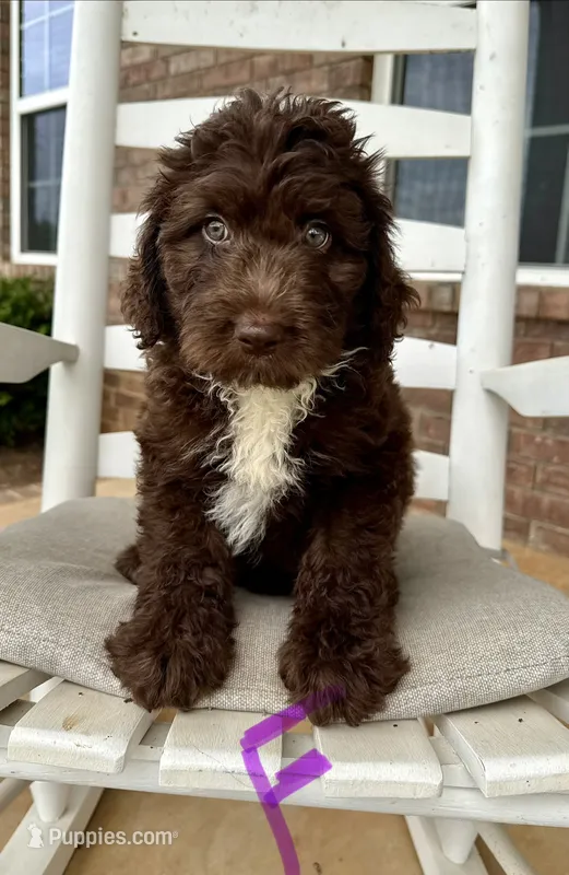 Standard Aussiedoodle-Purple Collar  – Aussiedoodle puppy for sale in Hope, AR