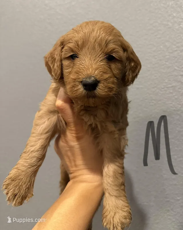 Gray Collar  – Miniature Goldendoodle puppy for sale in Hope, AR