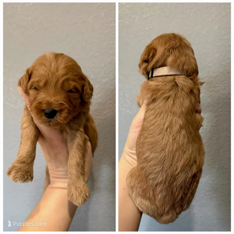 Gray Collar  – Miniature Goldendoodle puppy for sale in Hope, AR