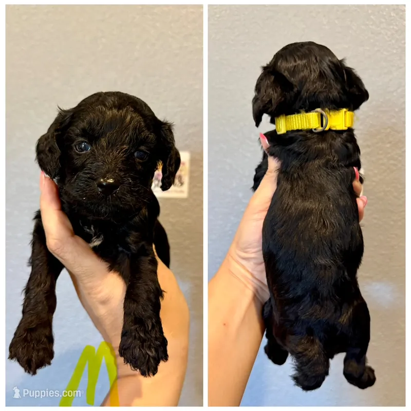 F1b Cockapoo- Yellow Collar – Cockapoo puppy for sale in Hope, AR