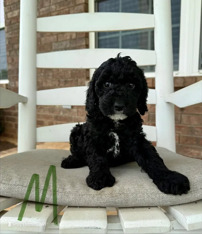 Cockapoo- Green Collar – Cockapoo, Cocker Spaniel puppy for sale in Hope, AR