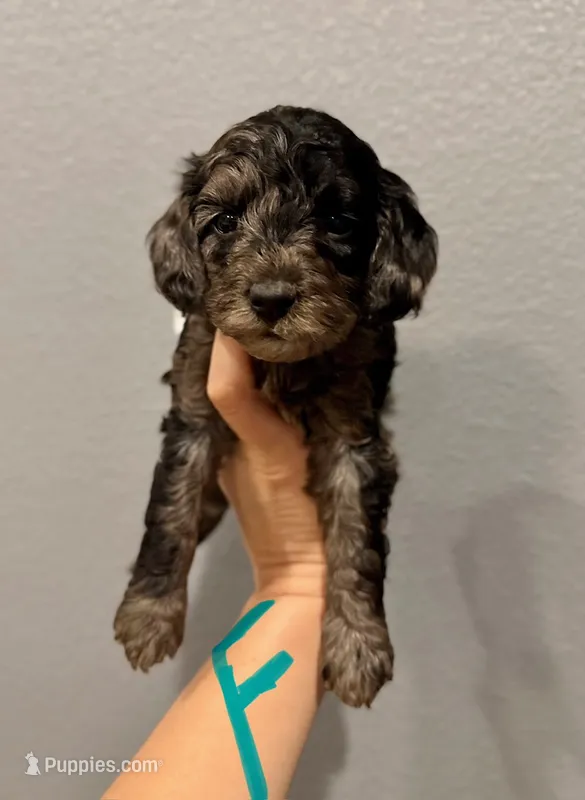 Cockapoo- Turquoise Collar – Cockapoo puppy for sale in Hope, AR