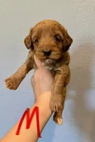 Mini Goldendoodle- Red Collar, a male Miniature Goldendoodle for sale in Hope, AR – 1 of 1