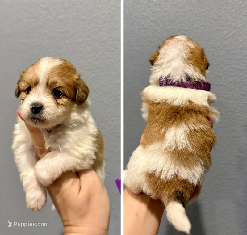 Pomapoo-Purple Collar – Pomapoo puppy on hold in Hope, AR